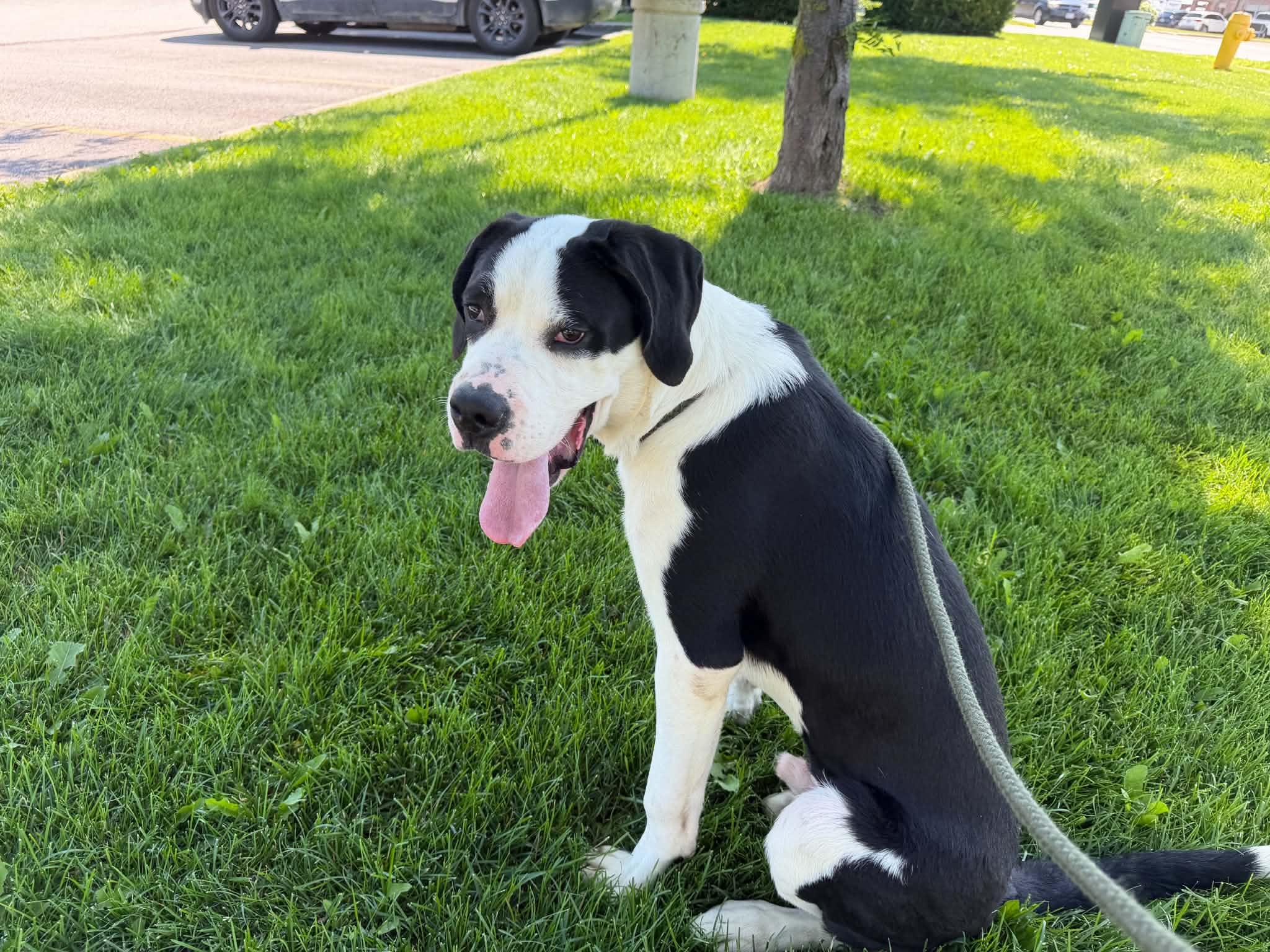 Snoopy, Adoptable, Young Male Great Dane.