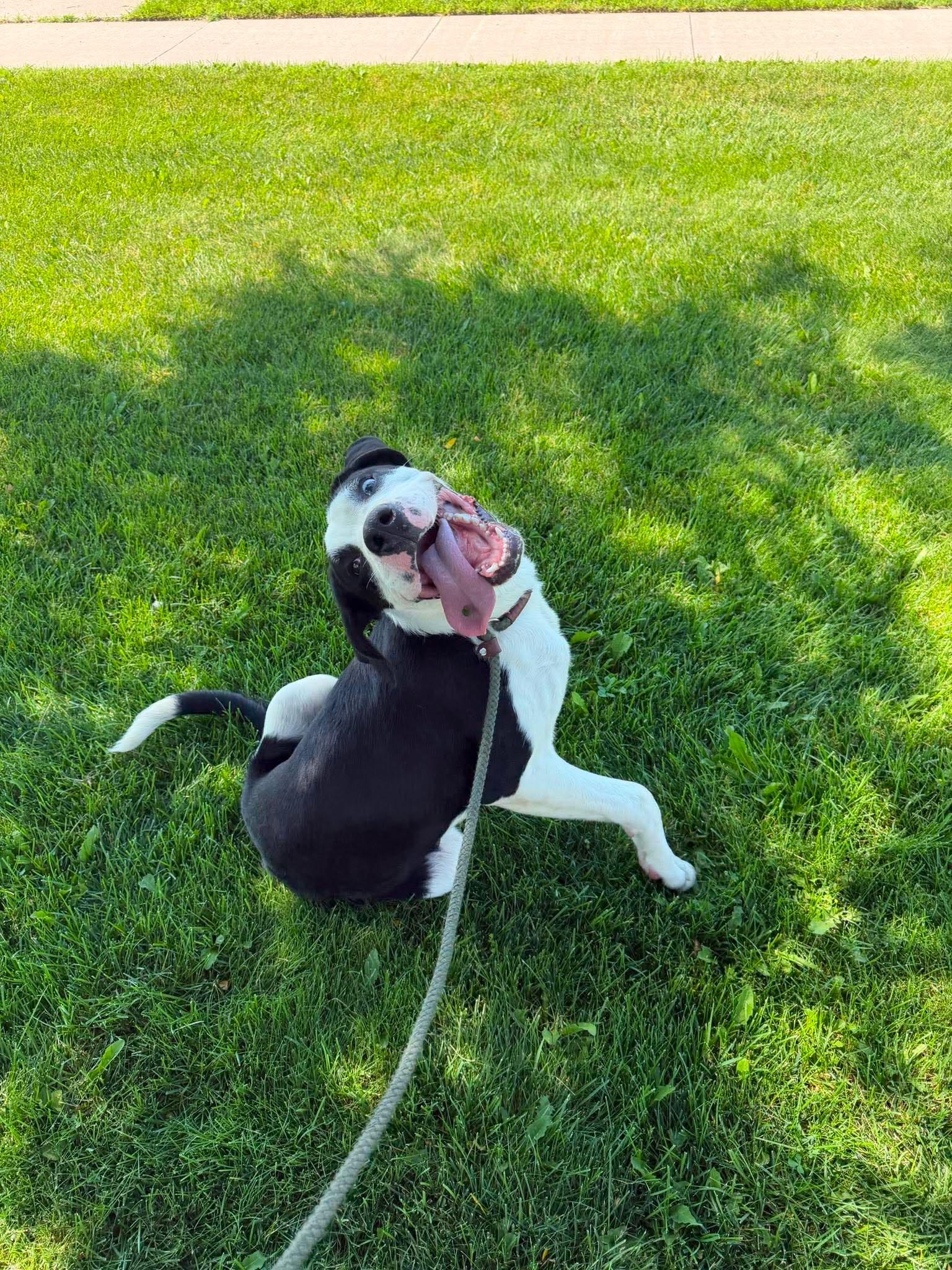 Enlarge Snoopy, a Adoptable Great Dane in Lisle, ON image 2/3