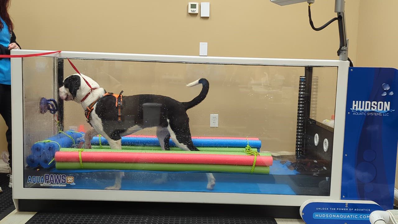 Enlarge Snoopy, a Adoptable Great Dane in Lisle, ON video 3/3