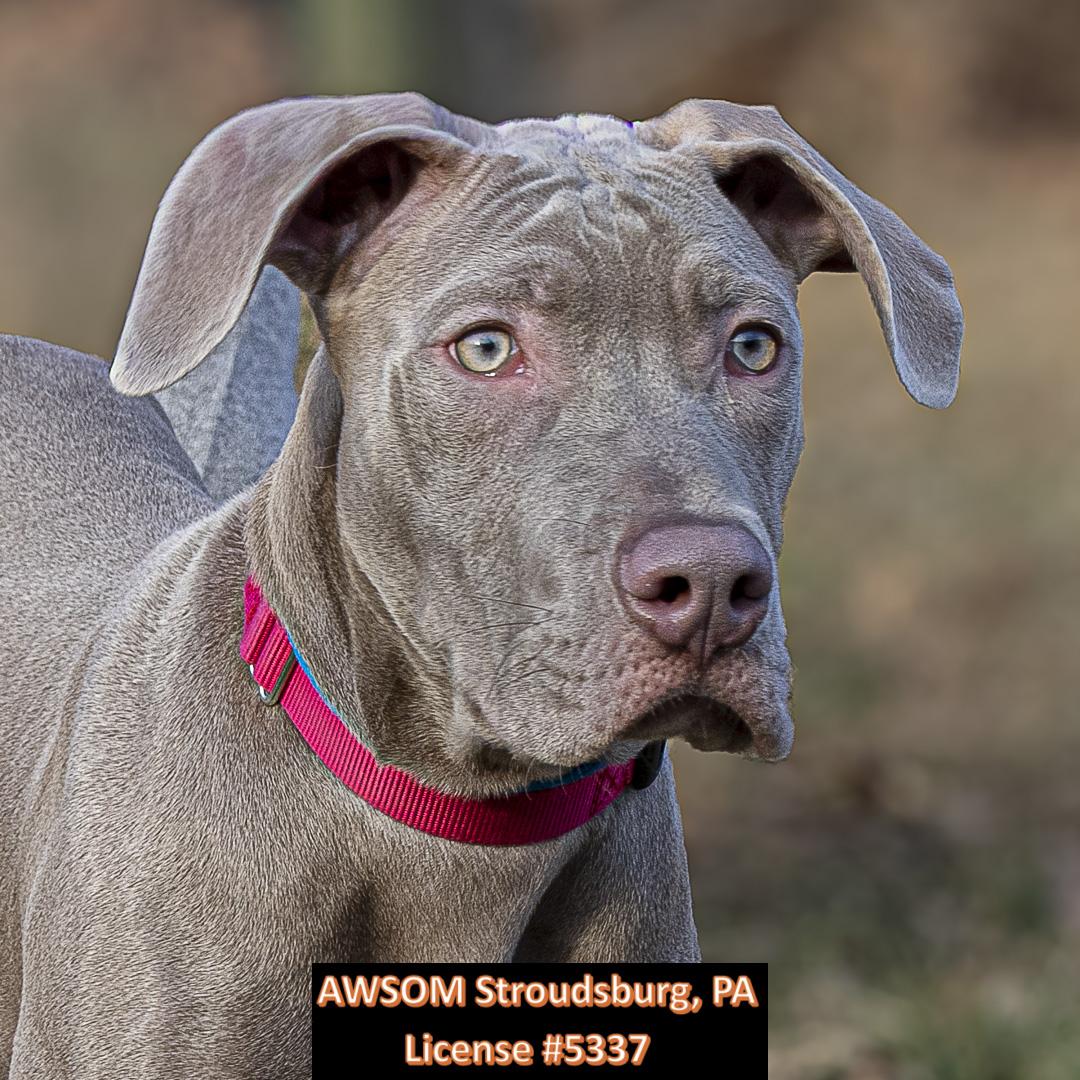 Charlie Brown, a ADOPTABLE mixed breed in Stroudsburg, PA image 1/3