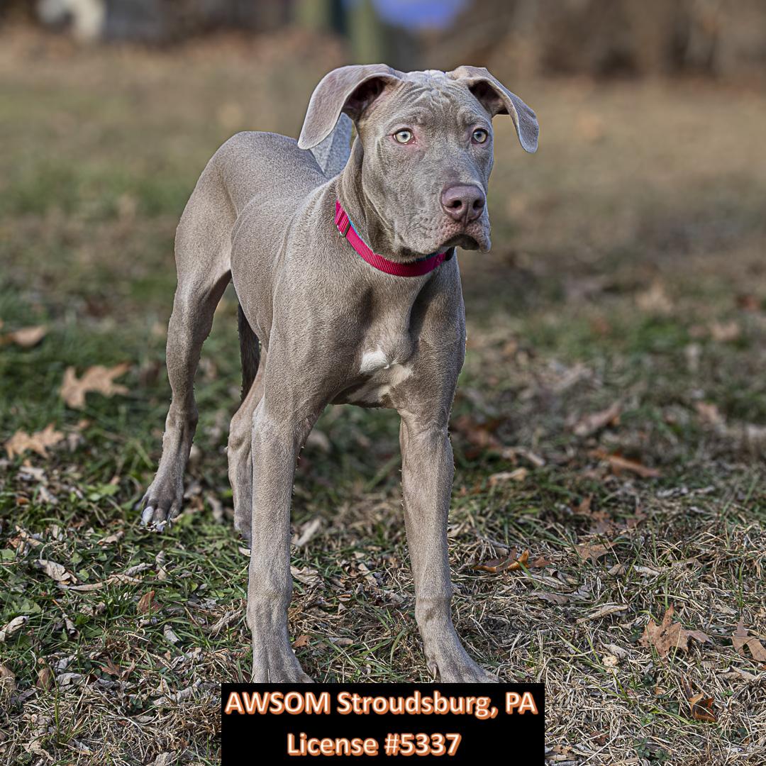 Charlie Brown, a ADOPTABLE mixed breed in Stroudsburg, PA image 2/3