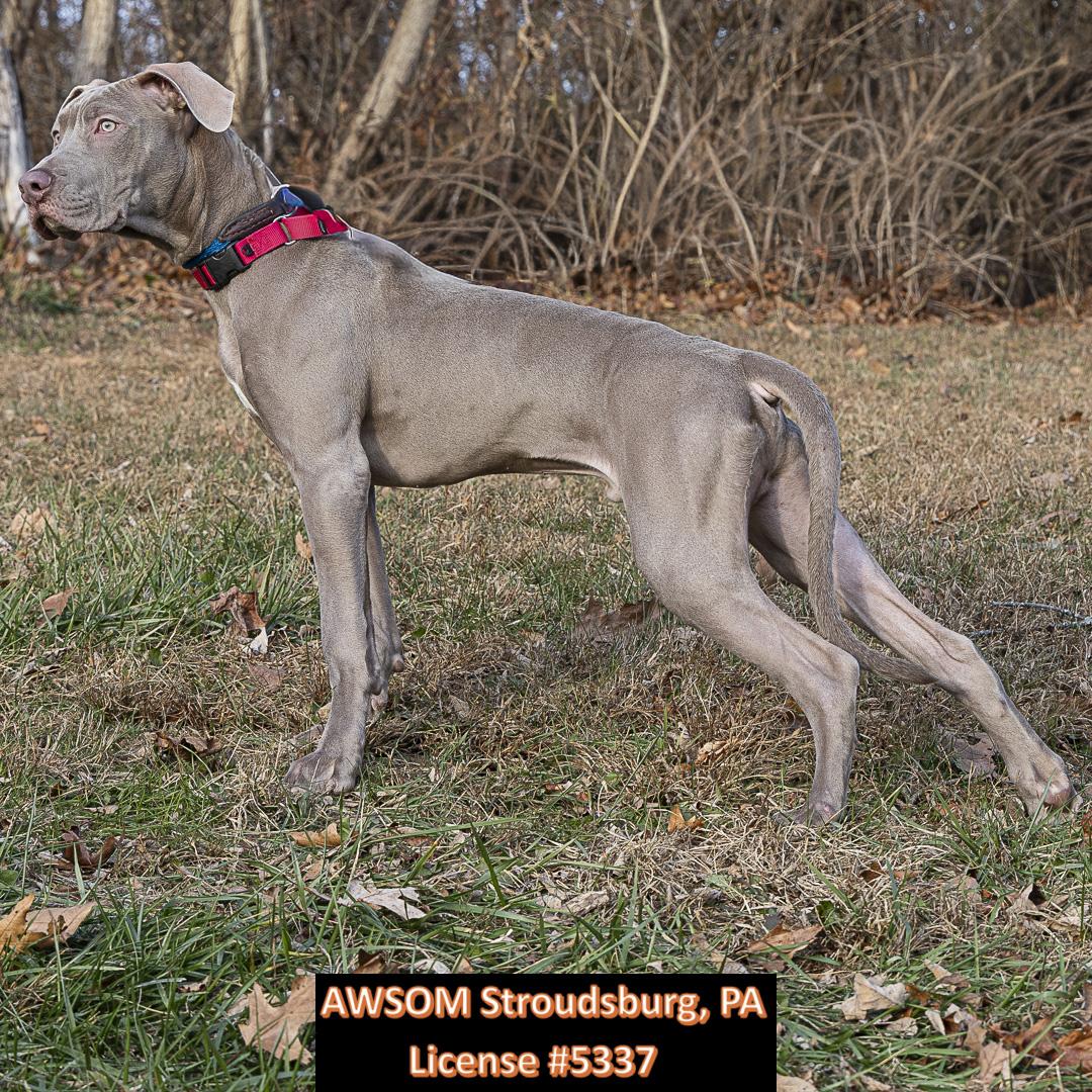 Charlie Brown, a ADOPTABLE mixed breed in Stroudsburg, PA image 3/3