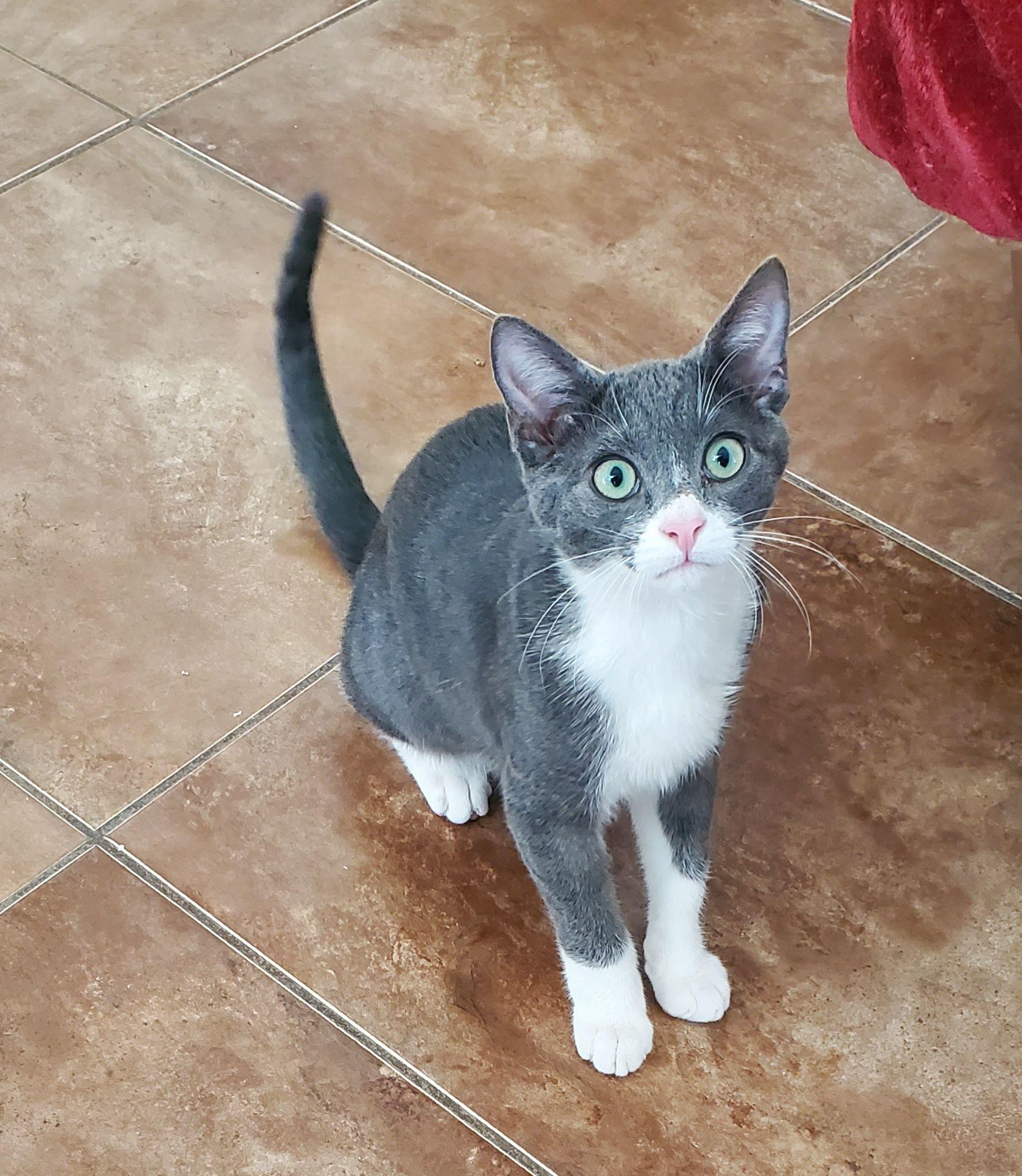 Stuart, an adoptable Tuxedo in Salinas, CA, 93905 | Photo Image 1