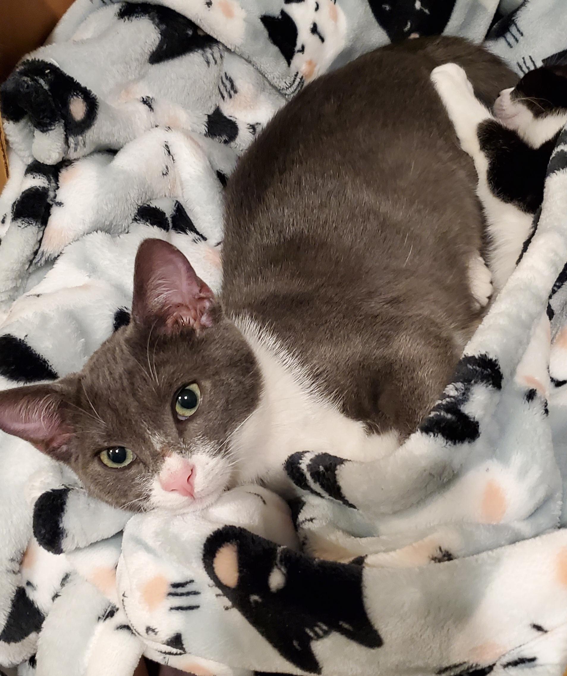 Stuart, an adoptable Tuxedo in Salinas, CA, 93905 | Photo Image 2