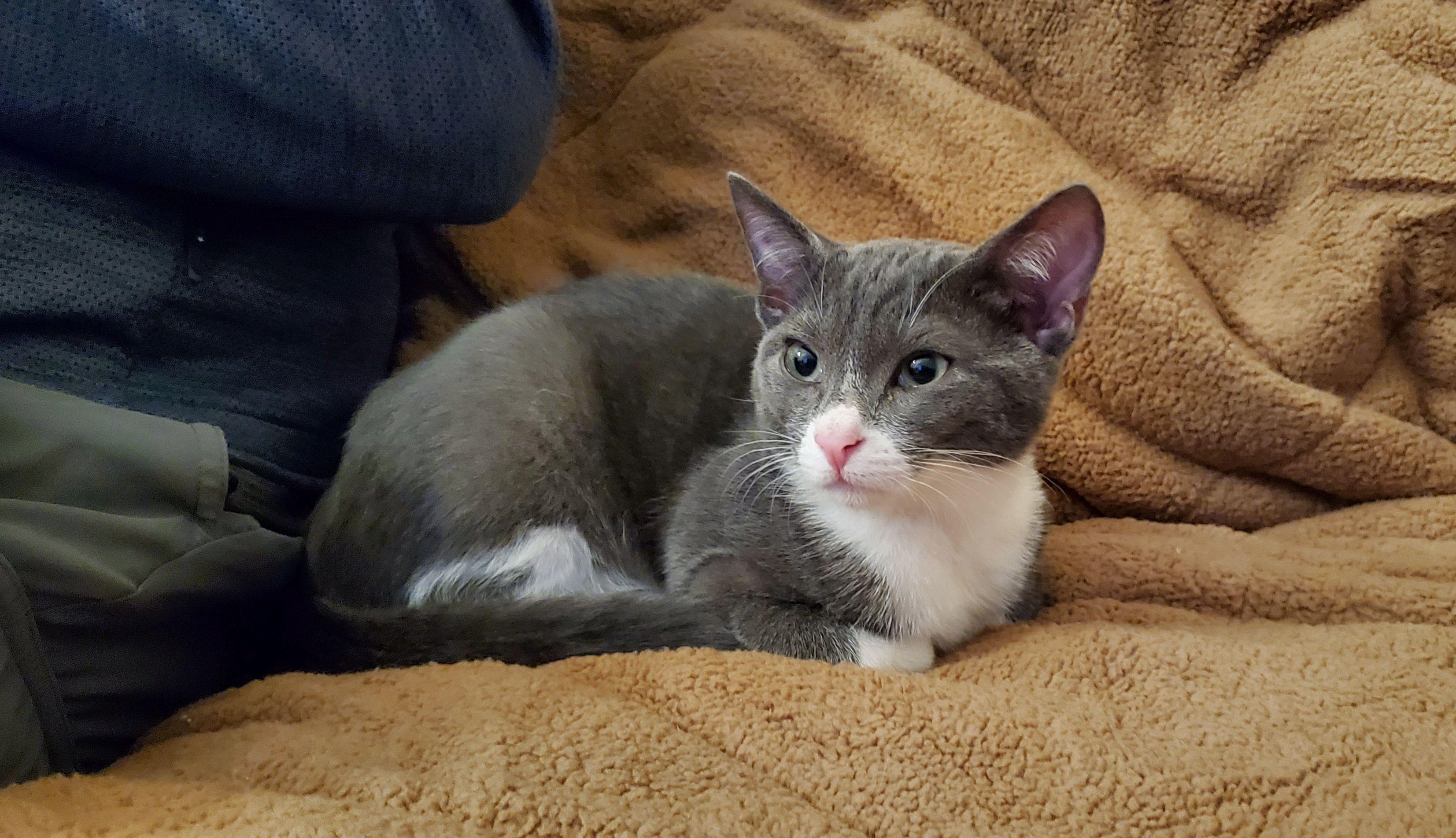 Stuart, an adoptable Tuxedo in Salinas, CA, 93905 | Photo Image 3