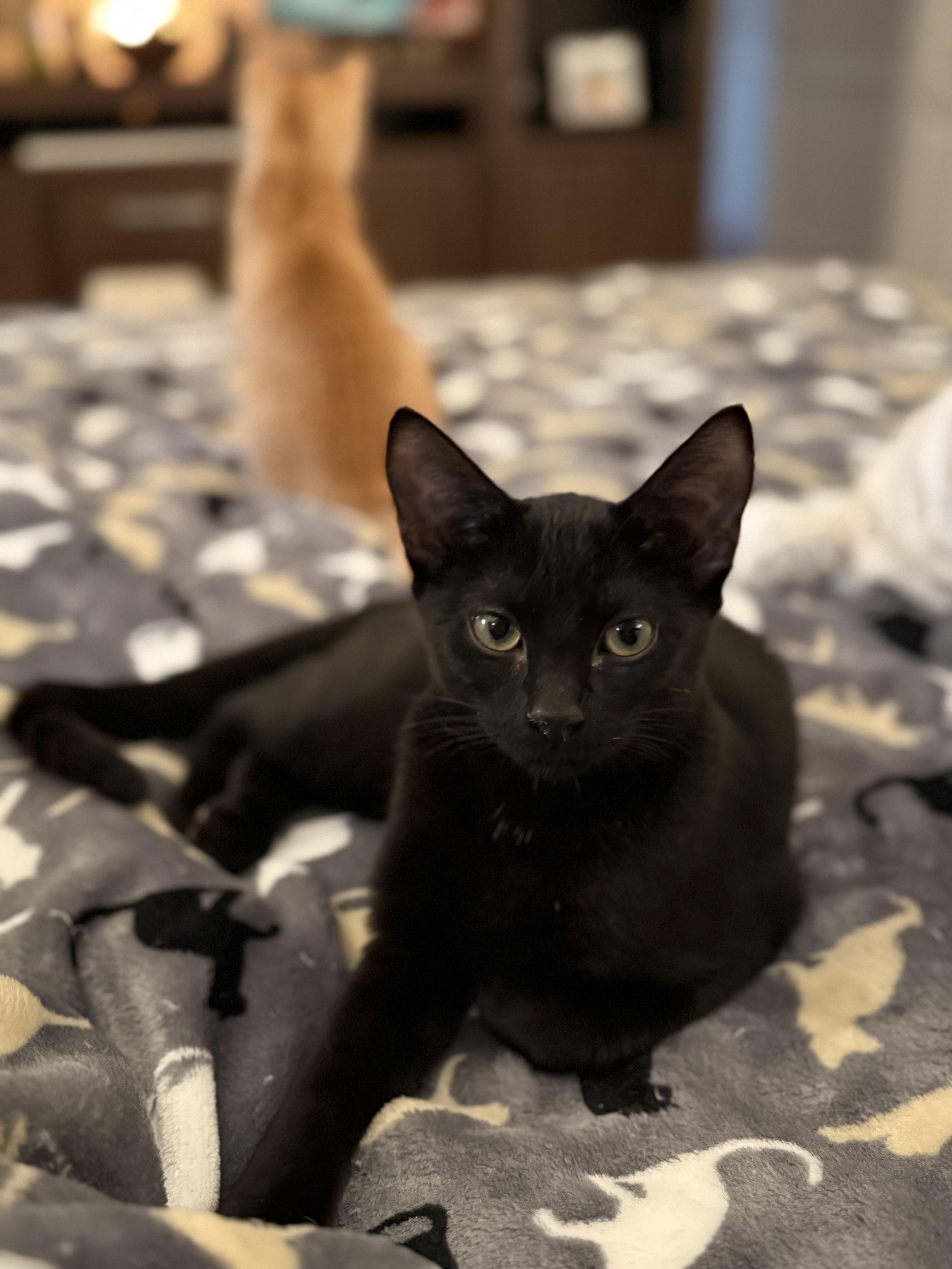 Leah, adoptable, Young Female Domestic Short Hair.