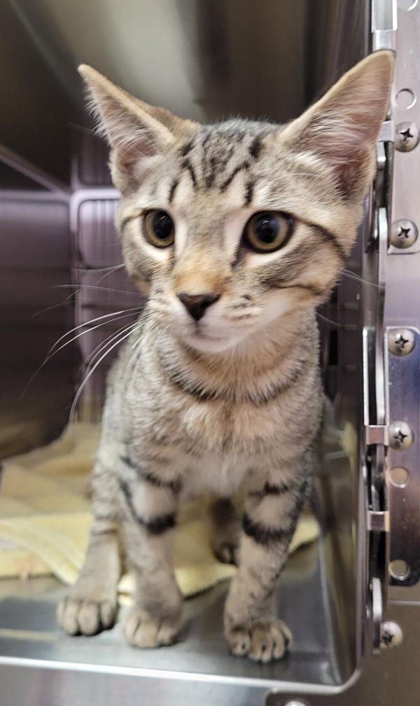 Bart, Adoptable, Kitten Male Domestic Short Hair.