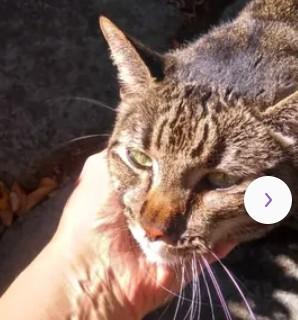 A046272, Adoptable, Adult Male Domestic Short Hair.