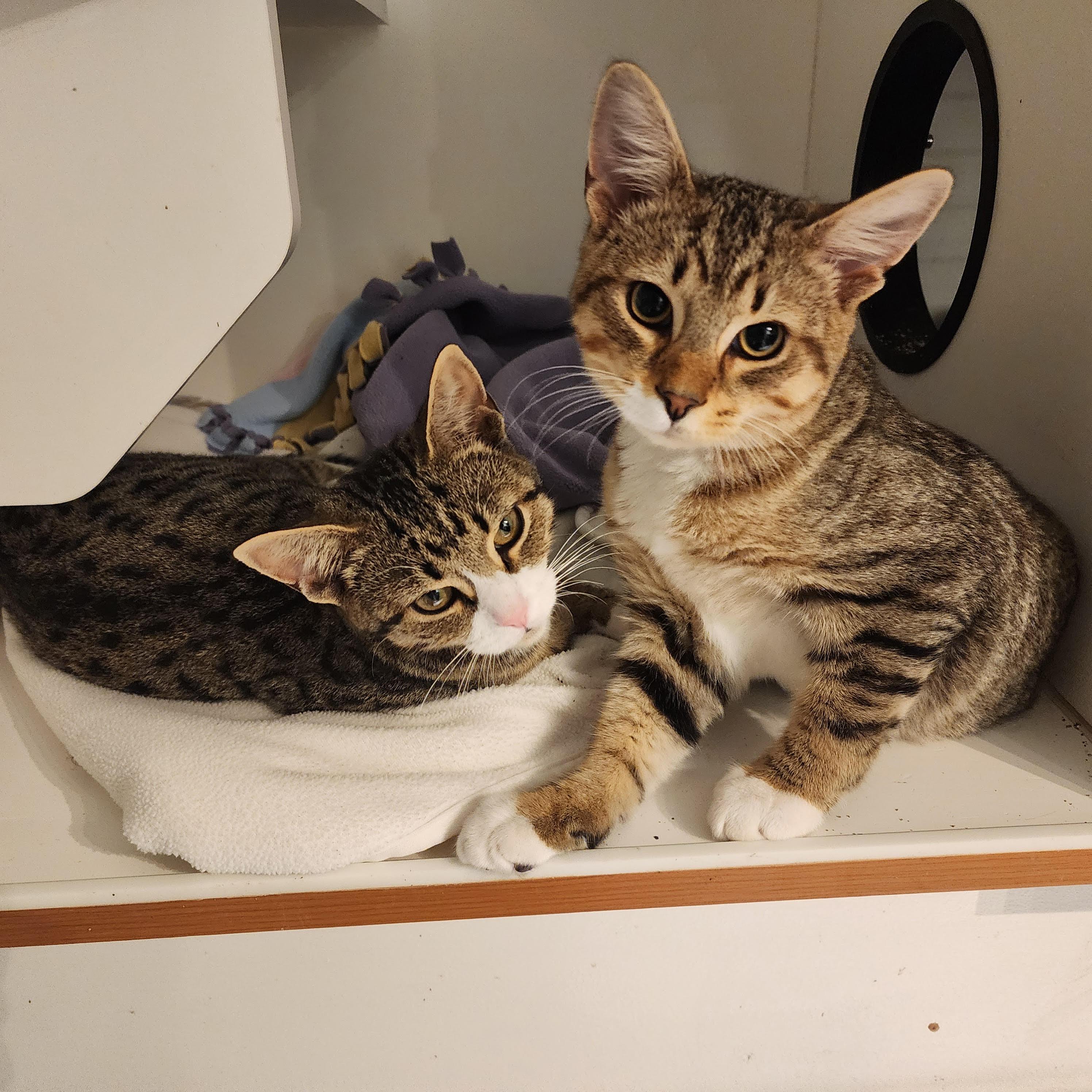 Mocha & Crunch, Adopted, Young Male Domestic Short Hair.