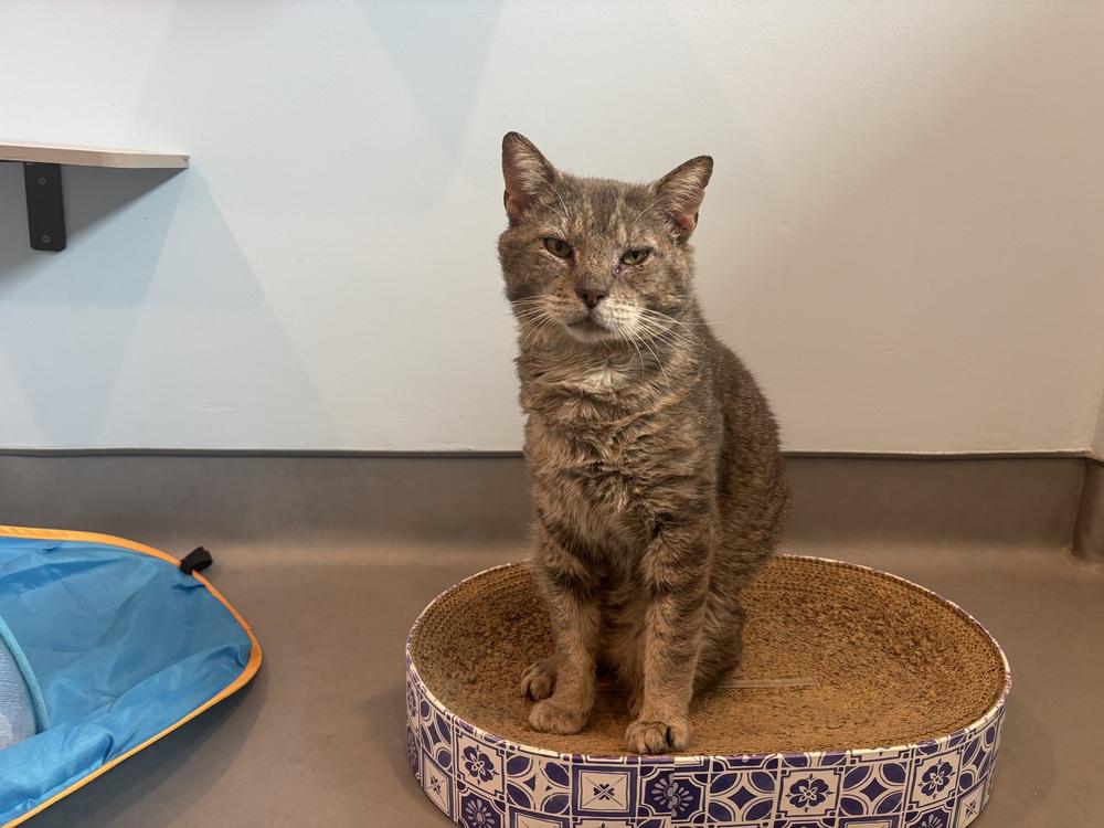 Luthor, Adoptable, Adult Male Domestic Short Hair.