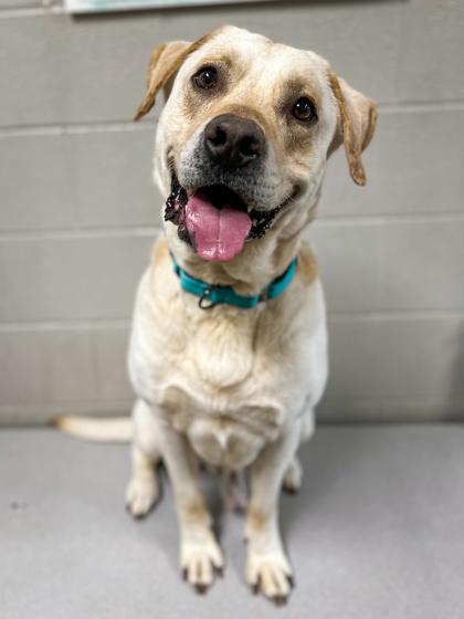 Enlarge Sebastian, a Adoptable mixed breed in Jamestown, NY image 1/3