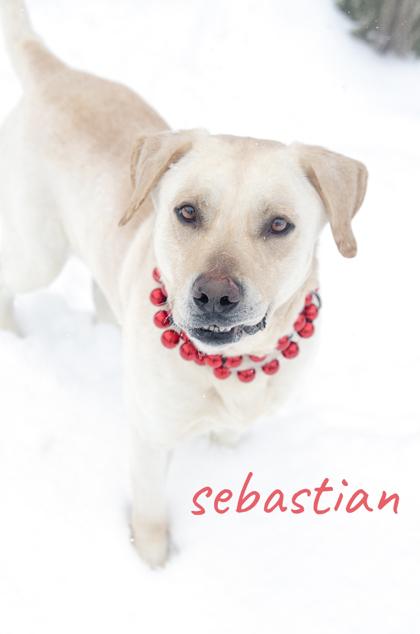Sebastian, Adoptable, Senior Male Labrador Retriever & Mixed Breed.