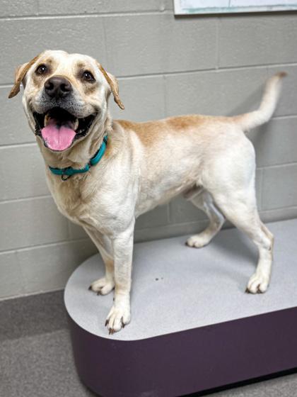 Enlarge Sebastian, a Adoptable mixed breed in Jamestown, NY image 2/3