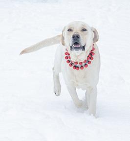 Enlarge Sebastian, a Adoptable mixed breed in Jamestown, NY image 2/3
