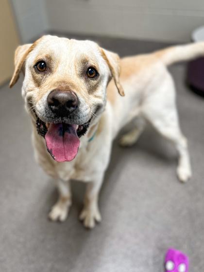 Enlarge Sebastian, a Adoptable mixed breed in Jamestown, NY image 3/3