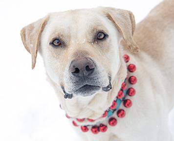 Enlarge Sebastian, a Adoptable mixed breed in Jamestown, NY image 3/3