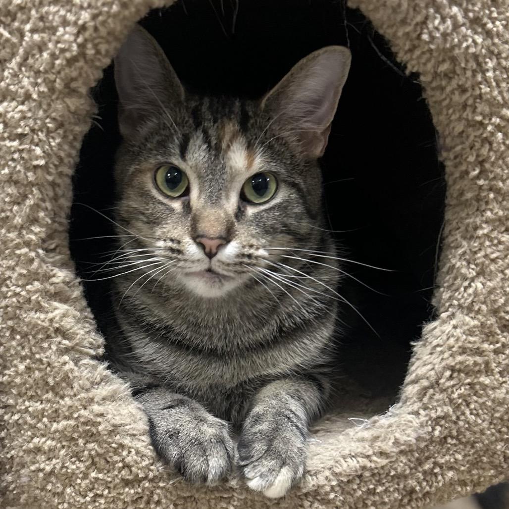 Enlarge Apple Cider Donut, a Adoptable Domestic Short Hair in Wilmington, DE image 1/6