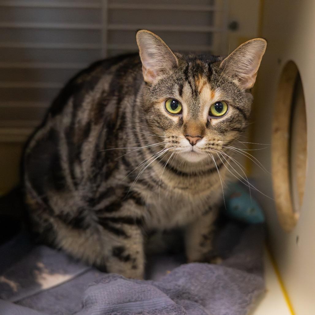 Enlarge Apple Cider Donut, a Adoptable Domestic Short Hair in Wilmington, DE image 2/6