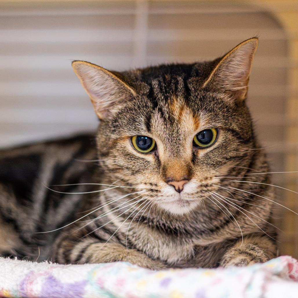 Enlarge Apple Cider Donut, a Adoptable Domestic Short Hair in Wilmington, DE image 4/6