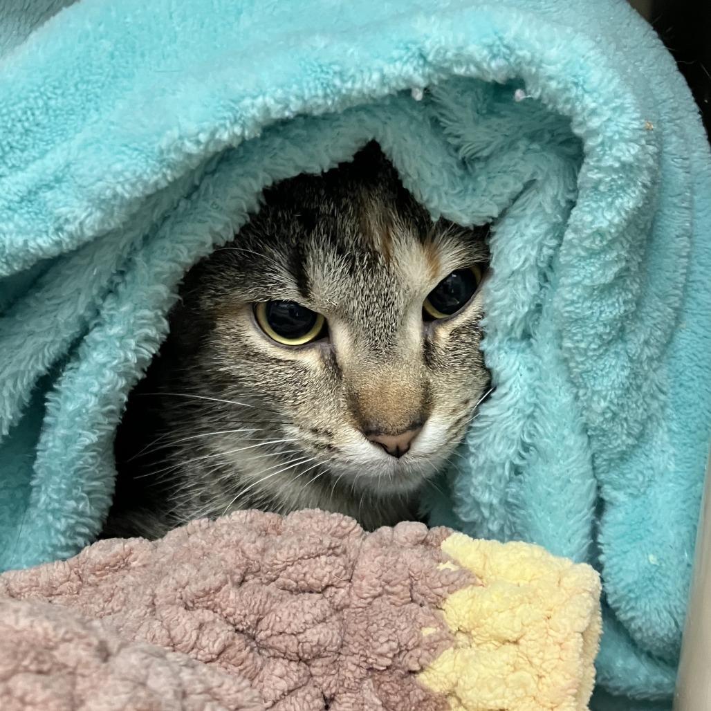 Enlarge Apple Cider Donut, a Adoptable Domestic Short Hair in Wilmington, DE image 5/6