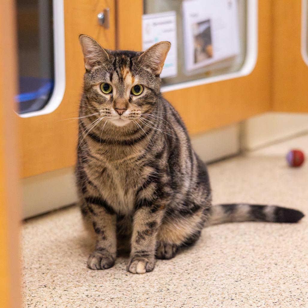 Apple Cider Donut — thumbnail 5