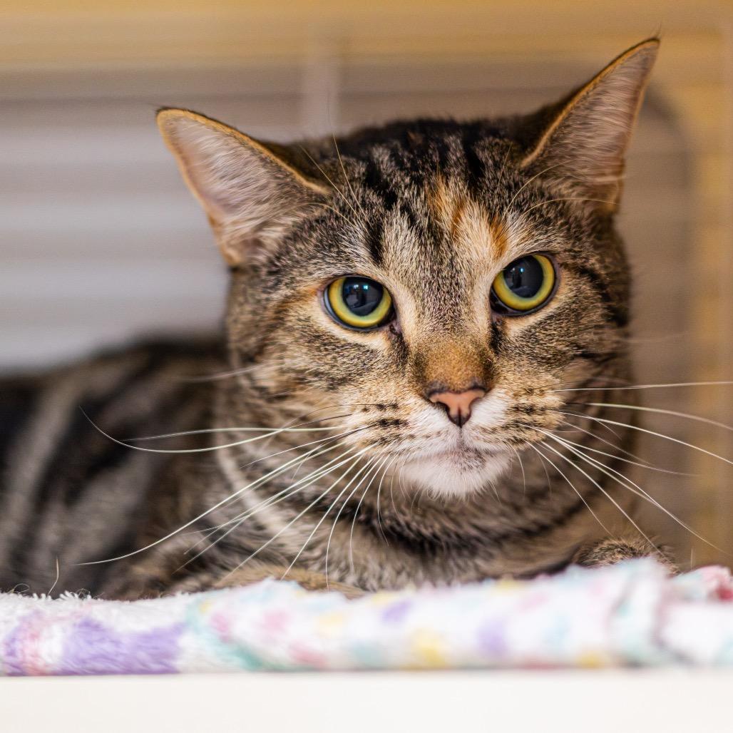 Enlarge Apple Cider Donut, a Adoptable Domestic Short Hair in Wilmington, DE image 6/6