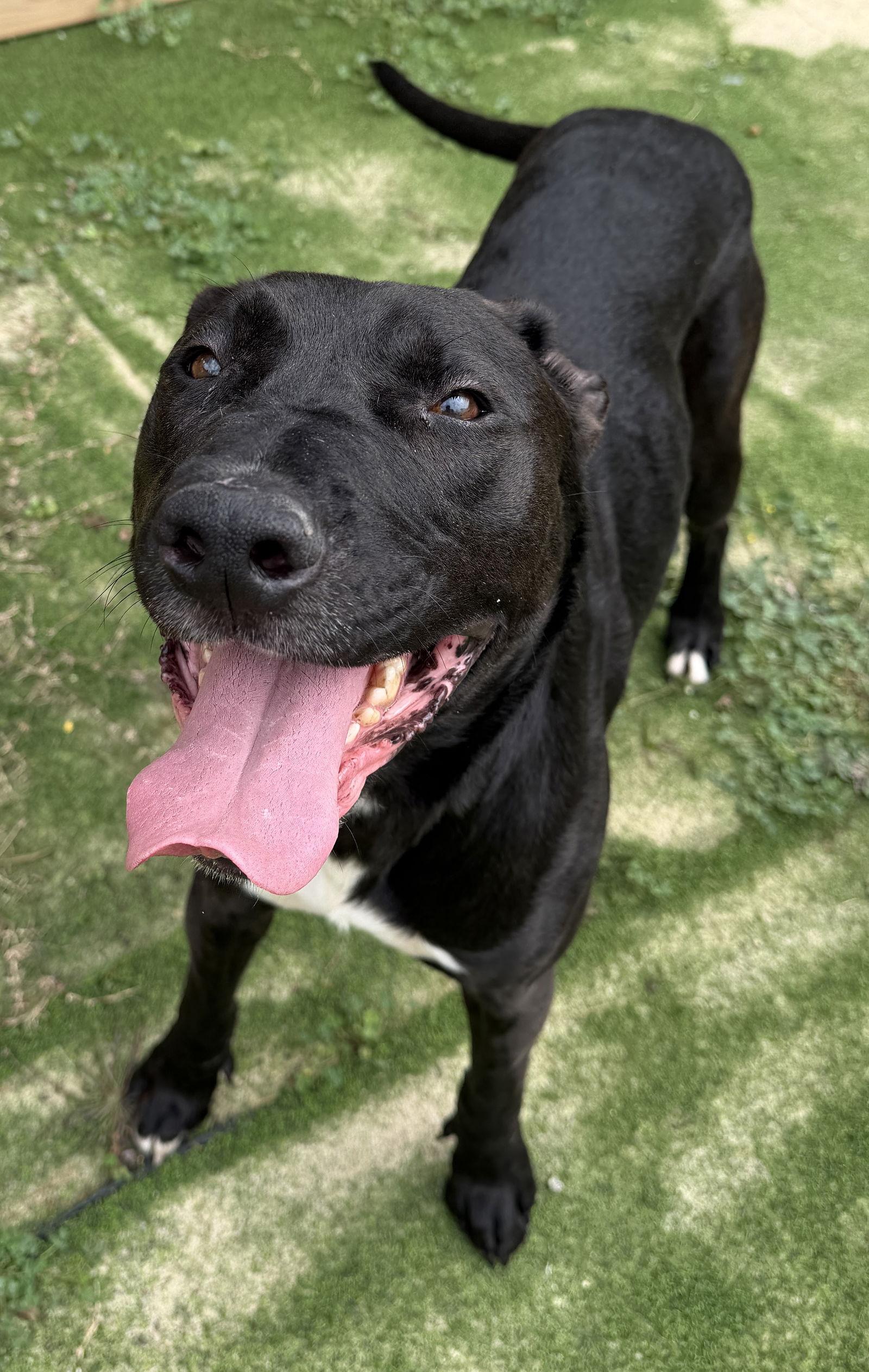 Trunks, Adoptable, Adult Male Labrador Retriever.