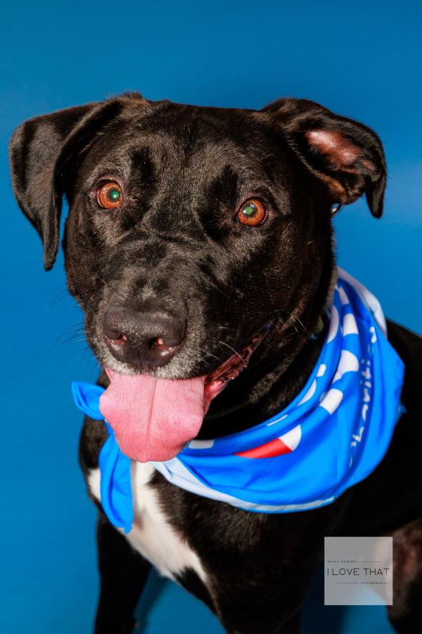 Enlarge Trunks, a Adoptable Labrador Retriever in The Woodlands, TX image 2/3