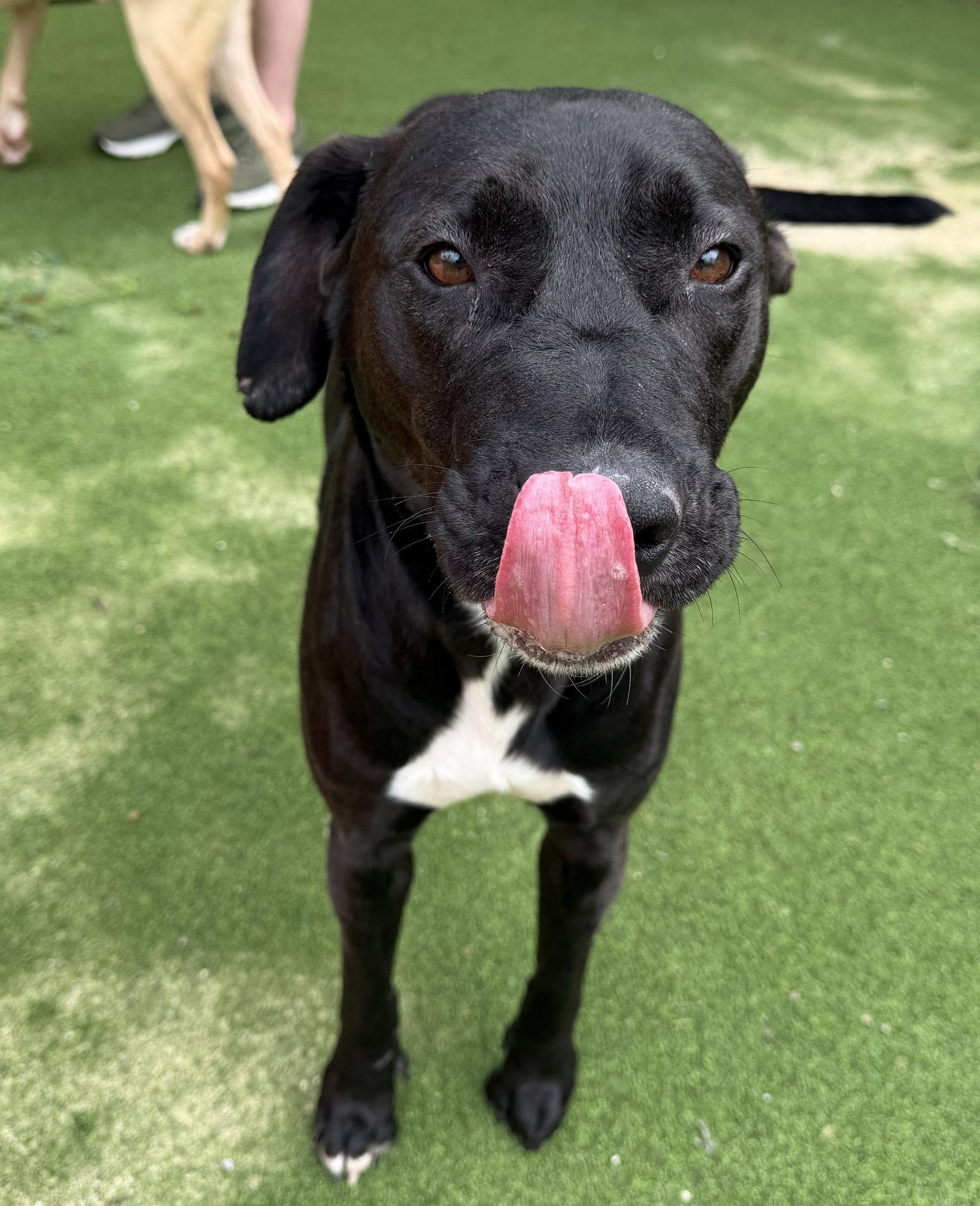 Enlarge Trunks, a Adoptable Labrador Retriever in The Woodlands, TX image 3/3
