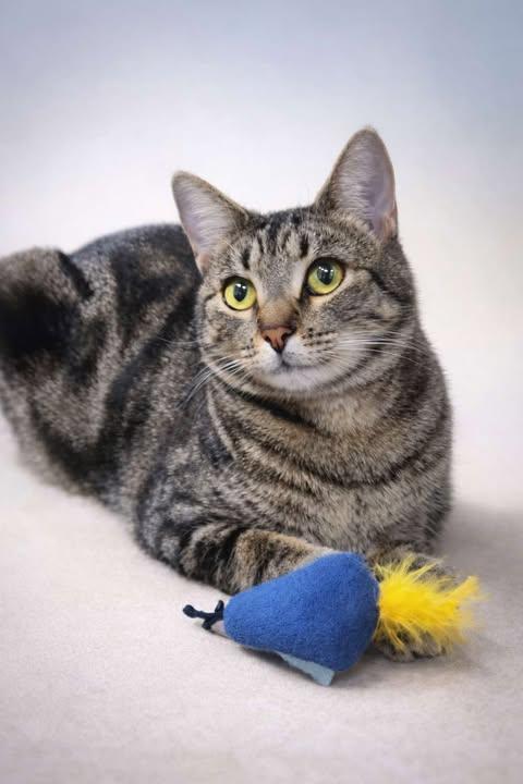 Enlarge Sprite, a Adoptable mixed breed in North Haledon, NJ image 1/4