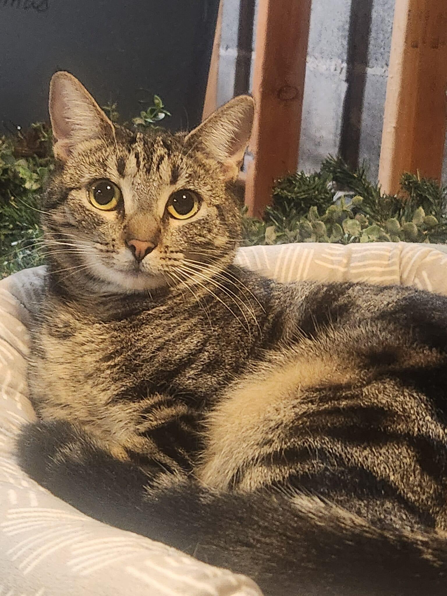 Sprite, Adoptable, Young Female Domestic Short Hair & Tabby.