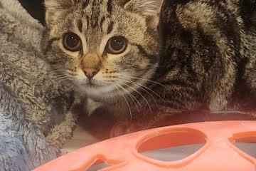 Enlarge Sprite, a Adoptable mixed breed in North Haledon, NJ image 2/2