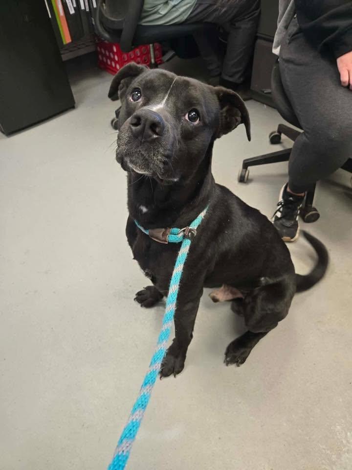Elton John, ADOPTABLE, Young Male Black Labrador Retriever & Terrier.