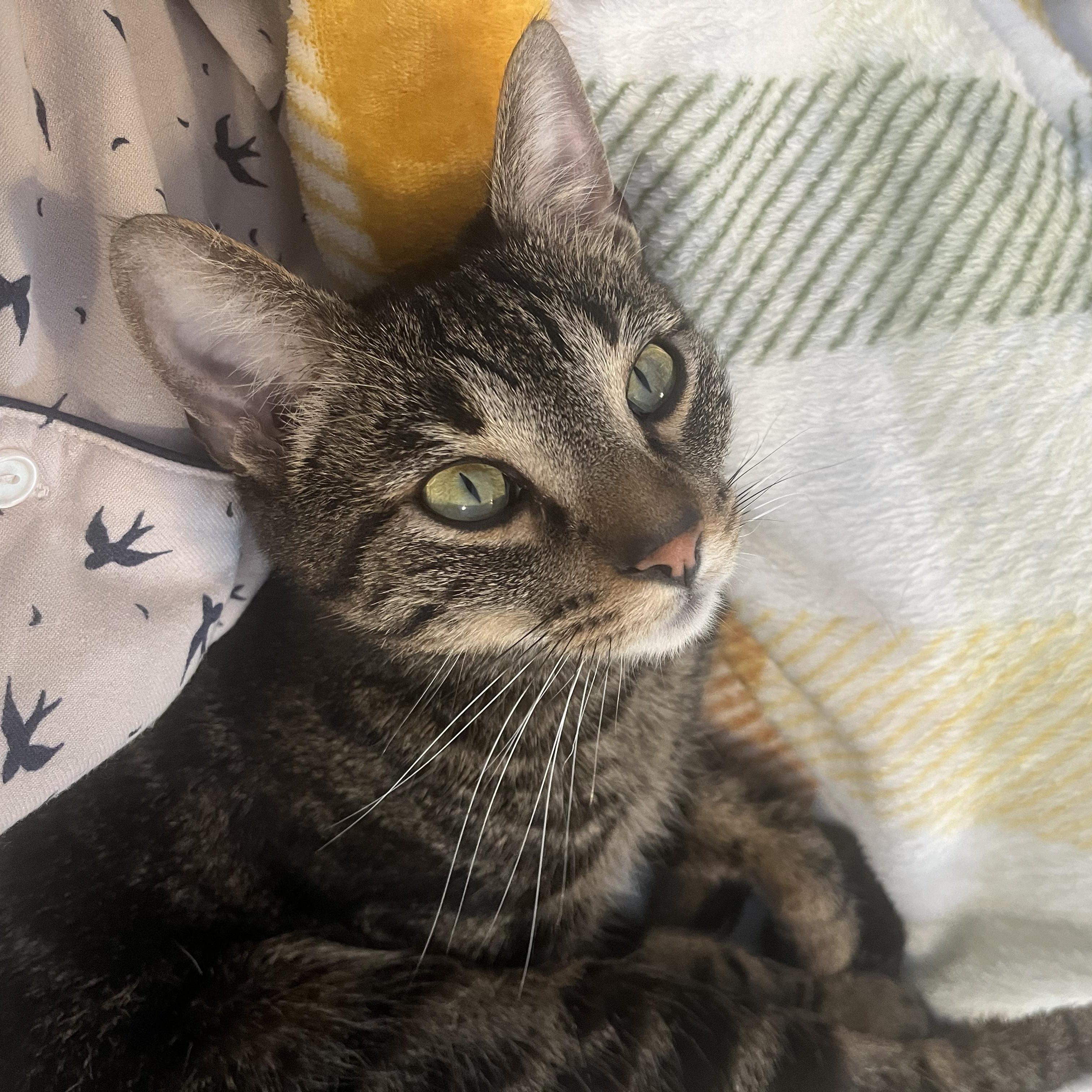 Kevin, ADOPTABLE, Young Male Domestic Short Hair.