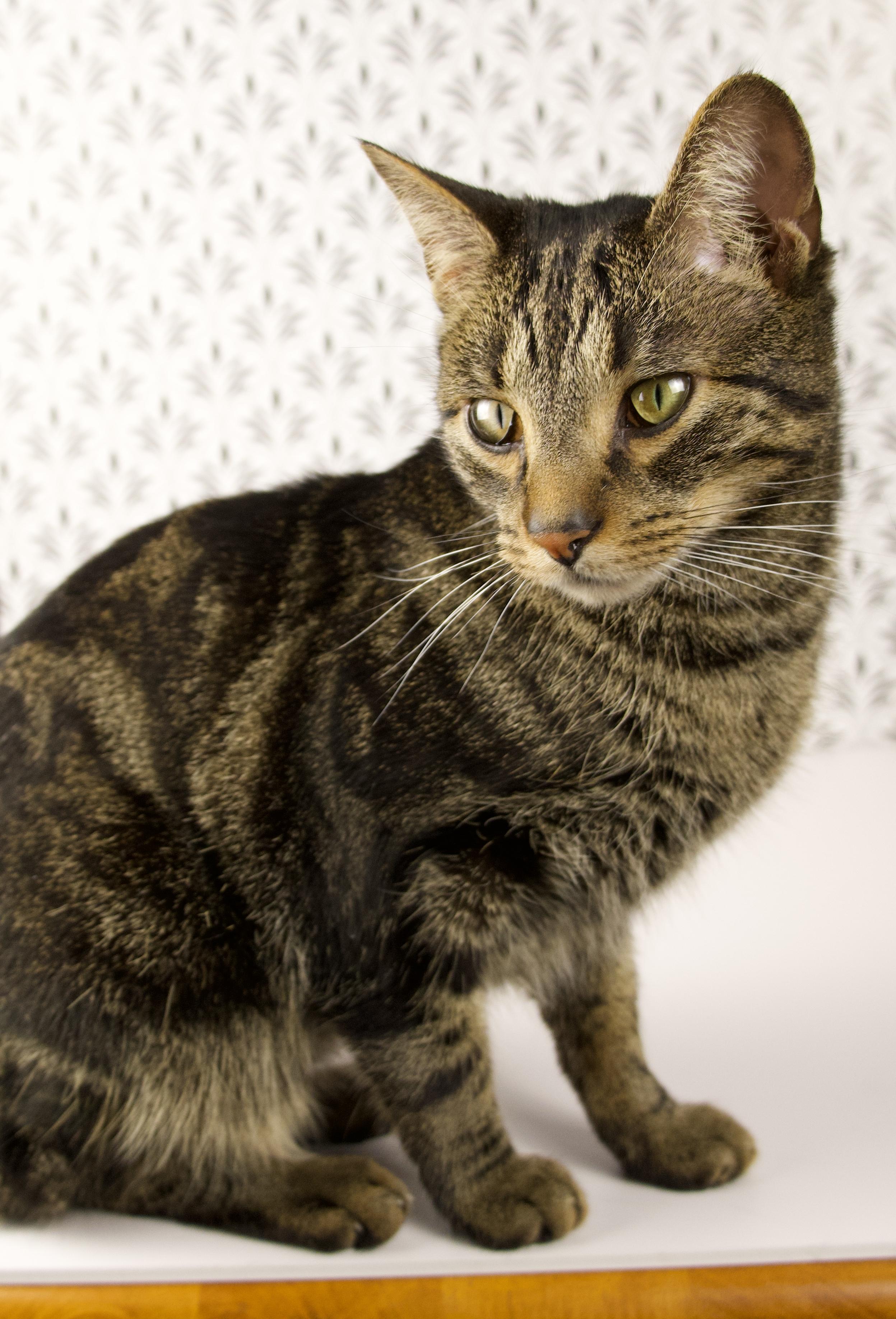 Enlarge Kevin, a ADOPTABLE Domestic Short Hair in Lewis Center, OH image 2/4
