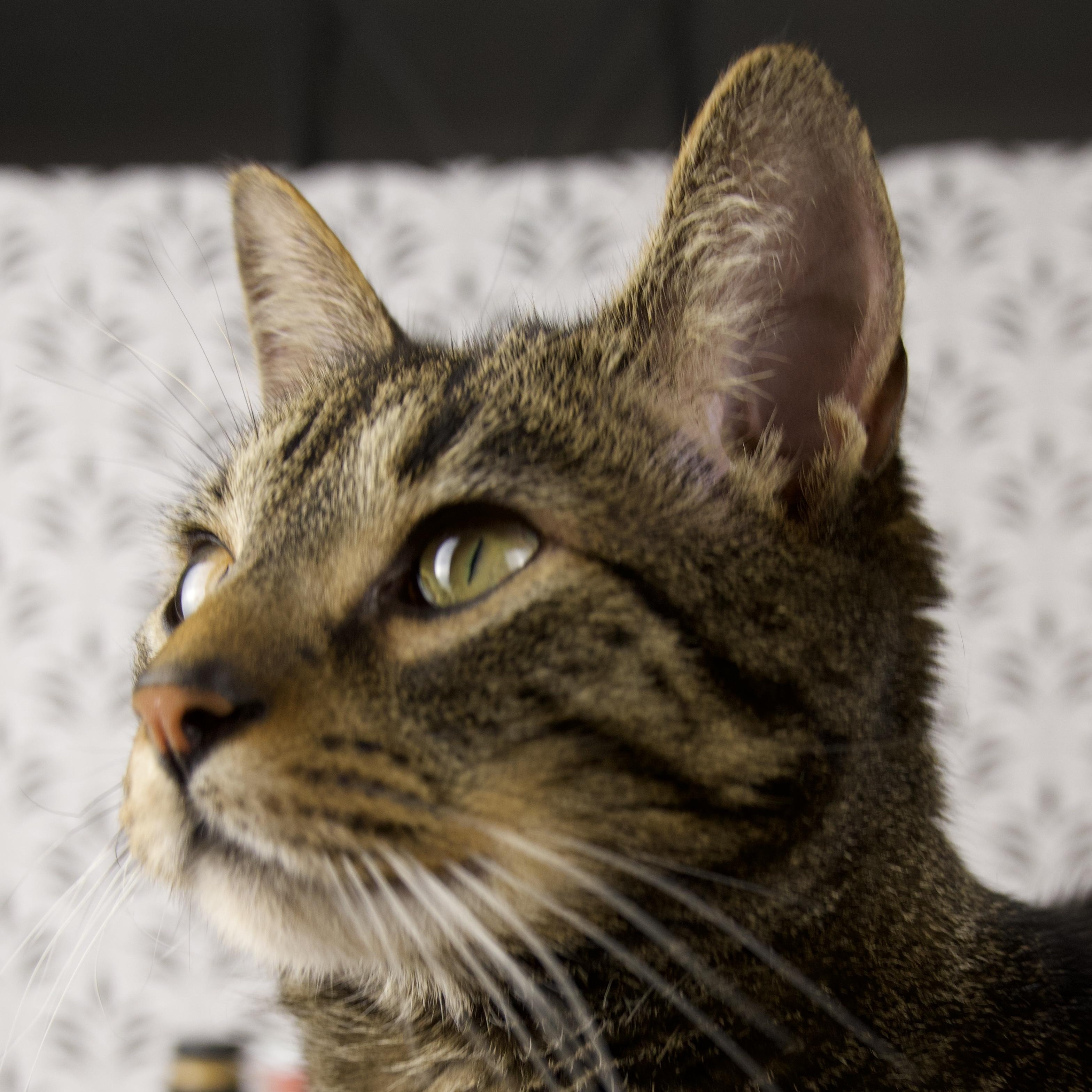 Enlarge Kevin, a ADOPTABLE Domestic Short Hair in Lewis Center, OH image 3/4