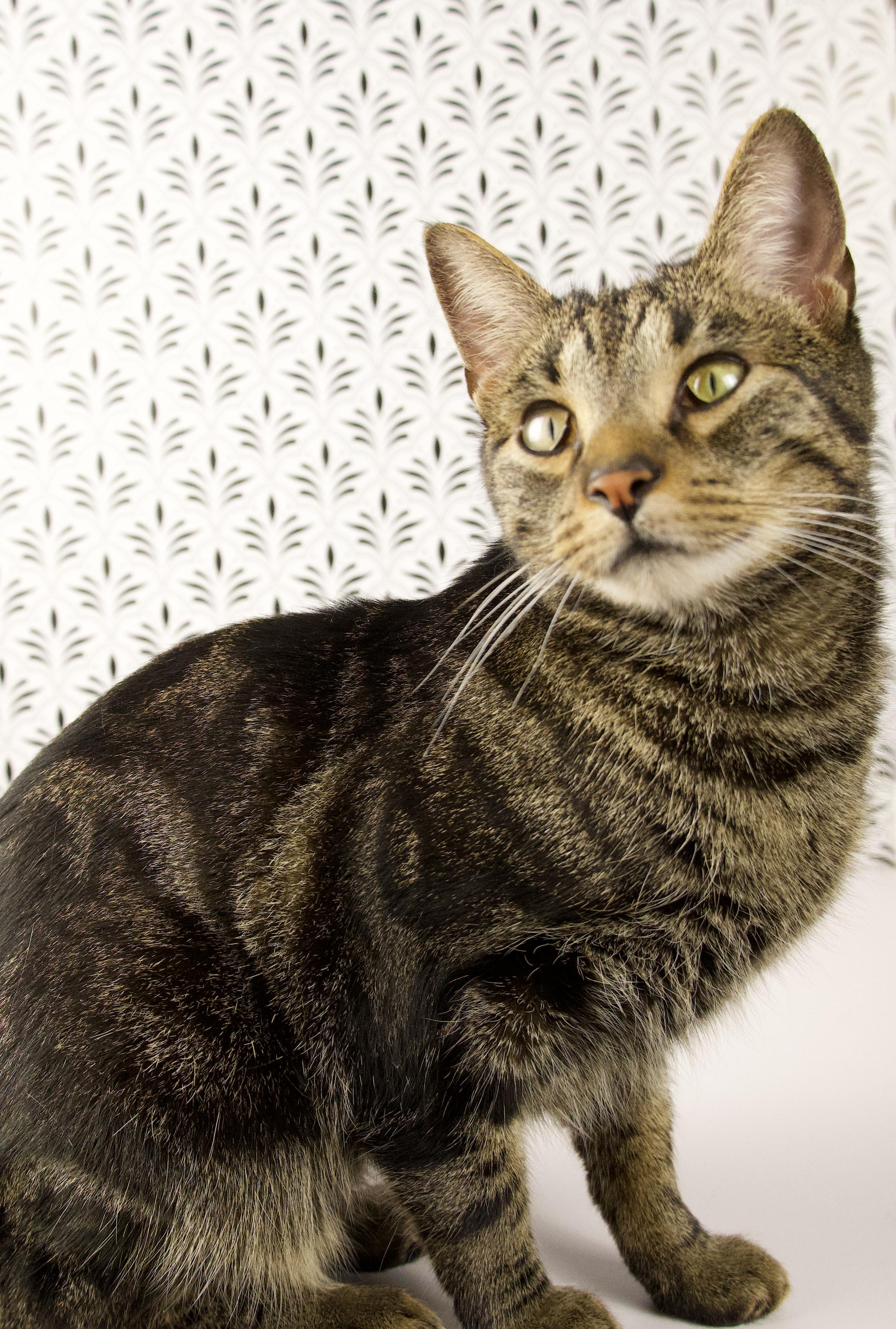Enlarge Kevin, a ADOPTABLE Domestic Short Hair in Lewis Center, OH image 4/4