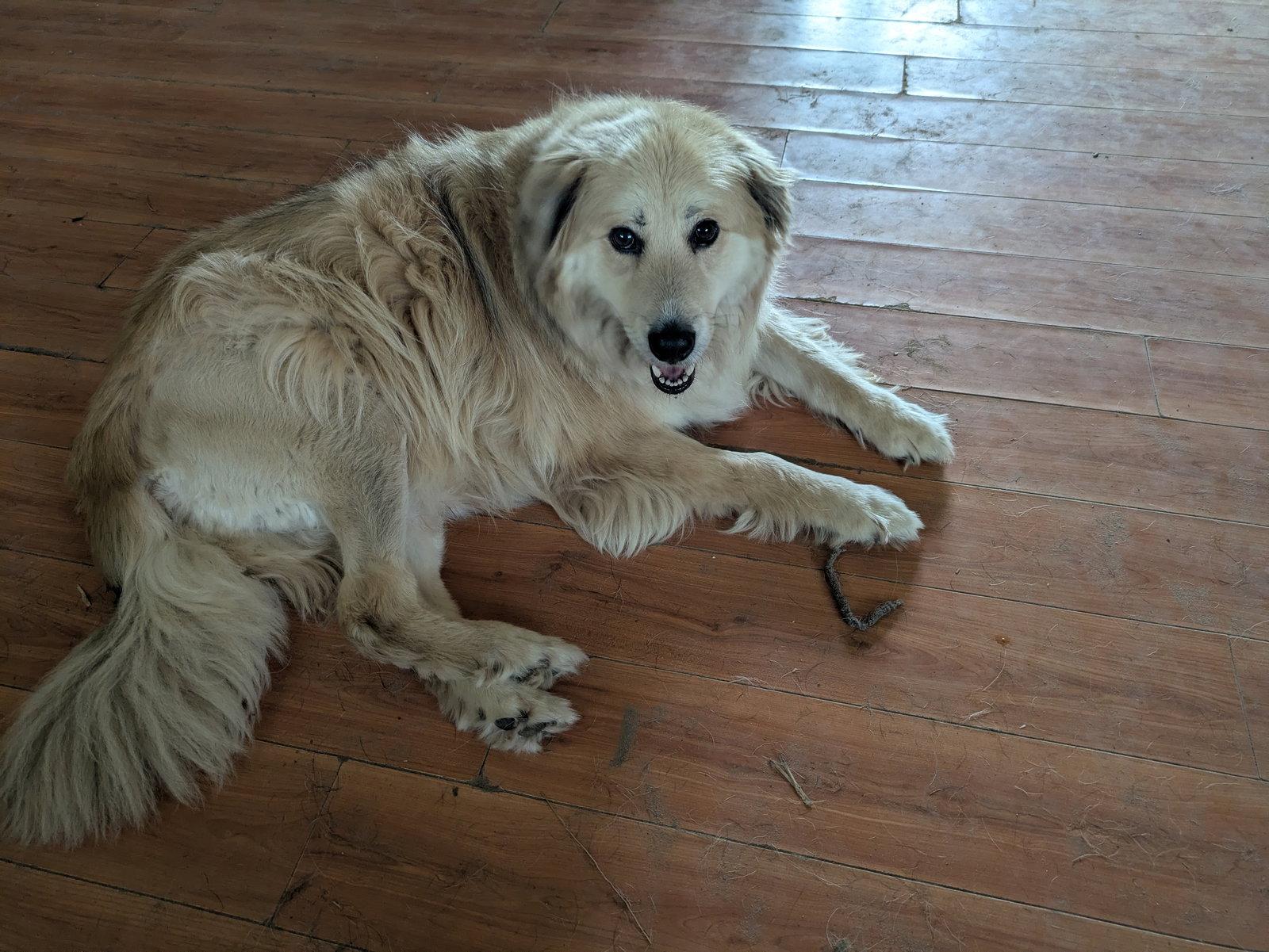 Luke, a Adoptable Golden Retriever in Orange Grove, TX image 3/3