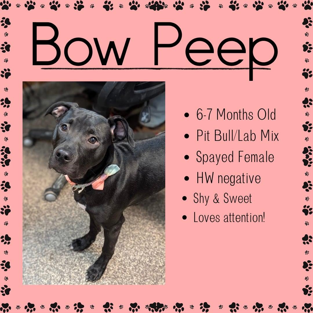 Enlarge Bow Peep, a ADOPTABLE mixed breed in Junction City, KS image 1/1