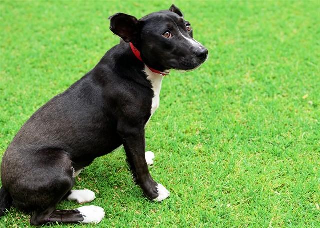 FRANNY, Adoptable, Young Female Labrador Retriever & American Staffordshire Terrier.