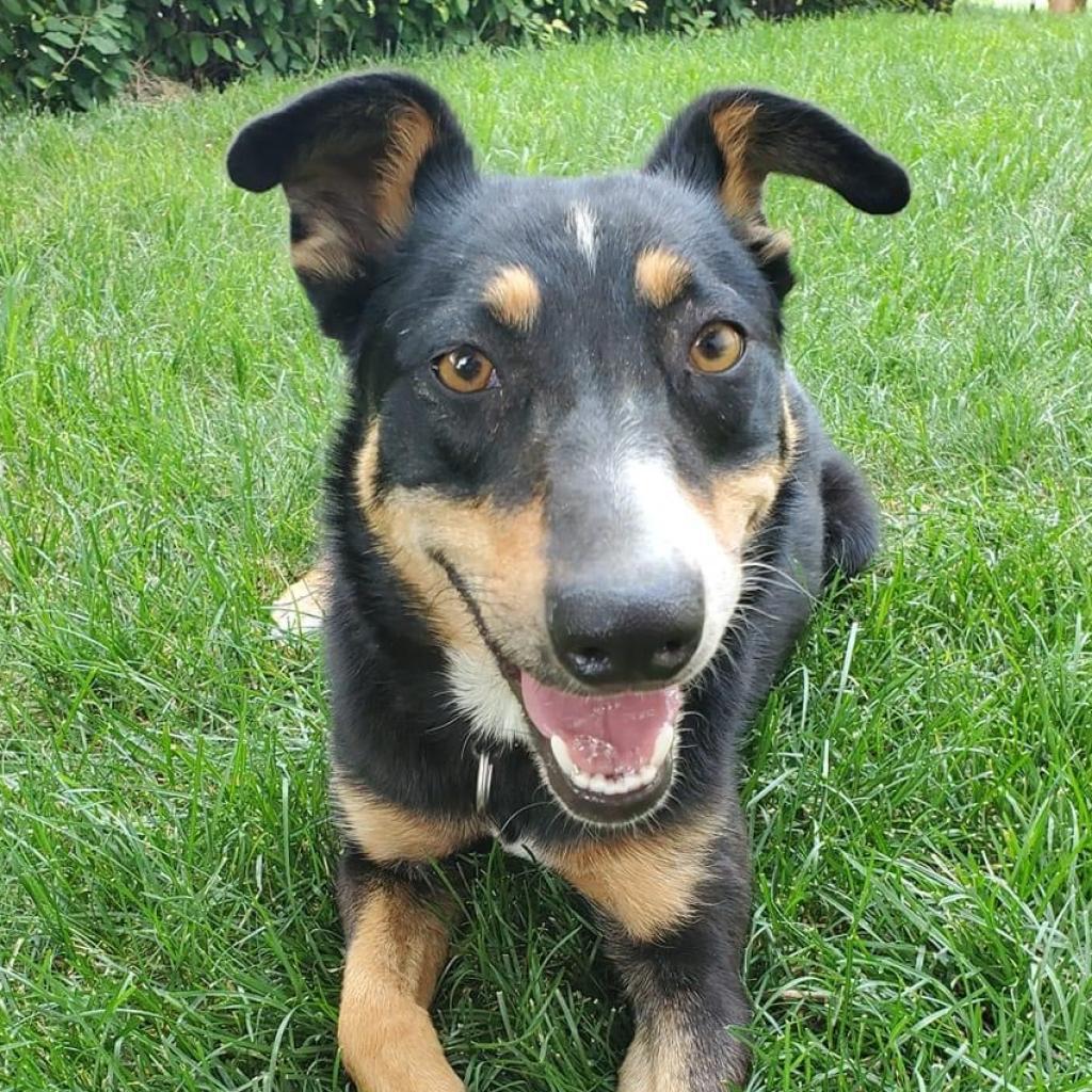 May, Adoptable, Senior Female Australian Cattle Dog / Blue Heeler & Mixed Breed.