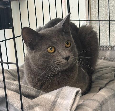 Enlarge Mikey, a Adoptable mixed breed in Cumberland, ME image 1/1