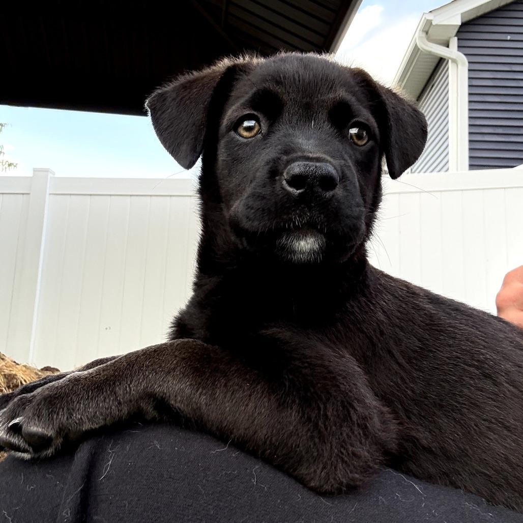Moira, Adoptable, Puppy Female Terrier & Husky.