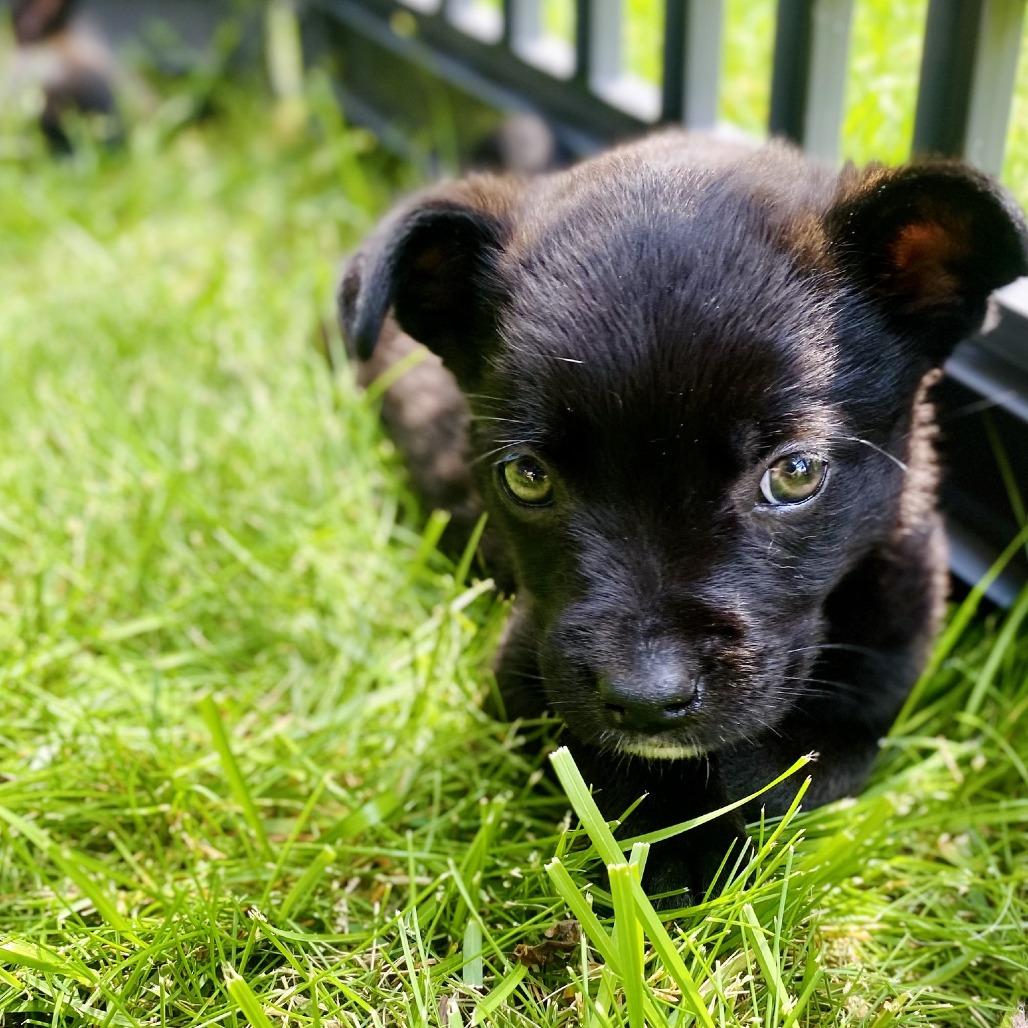 Enlarge Moira, a Adoptable mixed breed in Crystal, MN image 2/3