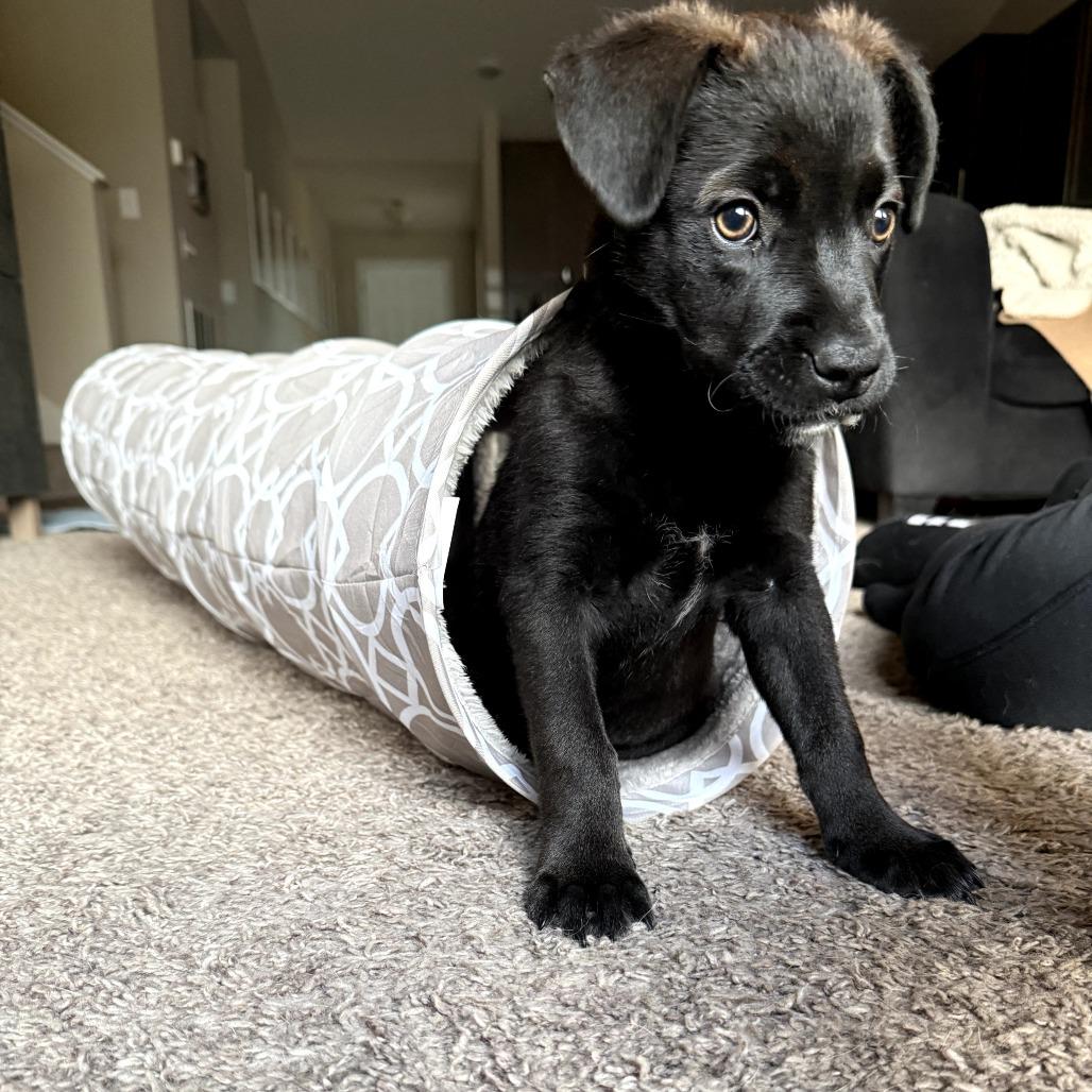 Enlarge Moira, a Adoptable mixed breed in Crystal, MN image 3/3