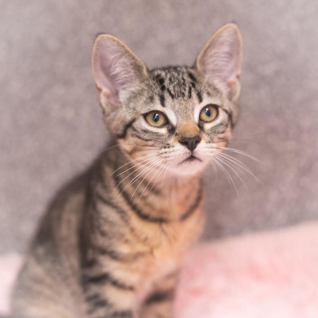 Seymour, Adoptable, Kitten Male Domestic Short Hair.