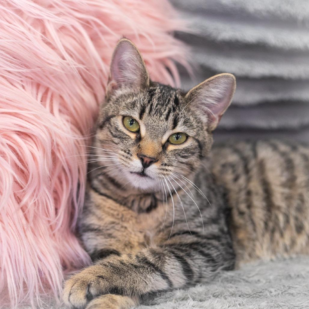 Enlarge Seymour, a Adoptable Domestic Short Hair in Ponte Vedra, FL image 2/3