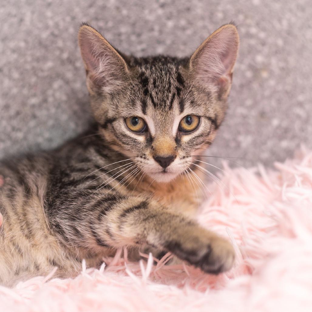 Seymour, a Adoptable Domestic Short Hair in St. Augustine, FL image 2/2