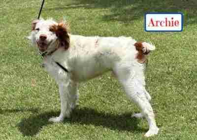 Enlarge Archie, a ADOPTABLE Brittany Spaniel in Fort Worth, TX image 2/3