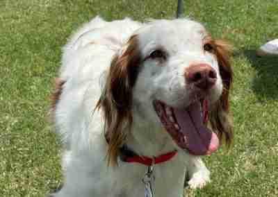 Archie, ADOPTABLE, Adult Male Brittany Spaniel.